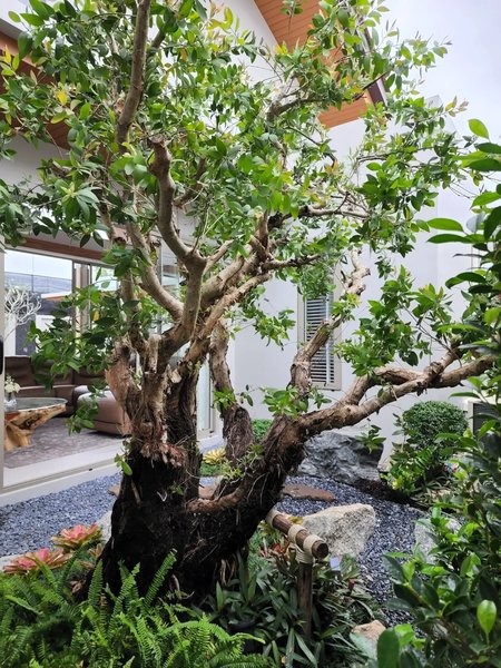 3 Bedroom Villa with pool near Nai Yang Beach, Phuket at Wilawan Luxury Villas