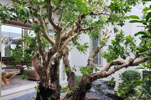 3 Bedroom Villa with pool near Nai Yang Beach, Phuket at Wilawan Luxury Villas